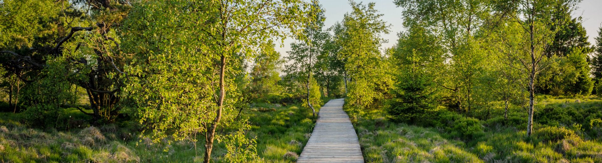 Un caillebotis en bois traverse la lande des Hautes Fagnes entre des bouleaux, dans la lumière de fin de journée.